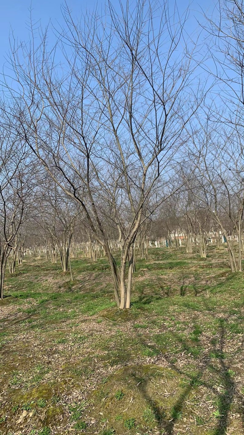 丛生朴树供应，规格全，适合苗圃定植，工程用苗