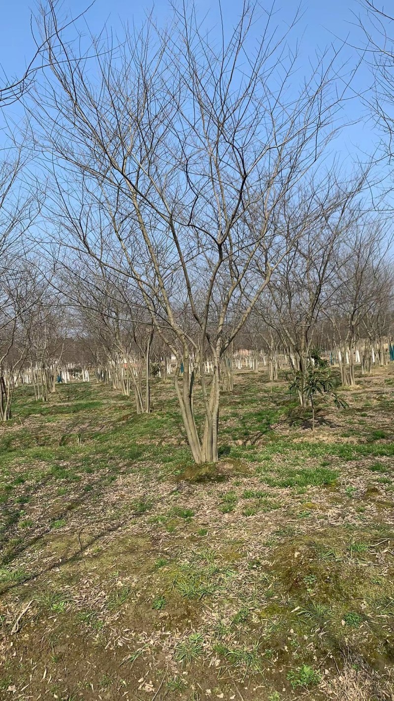 丛生朴树供应，规格全，适合苗圃定植，工程用苗