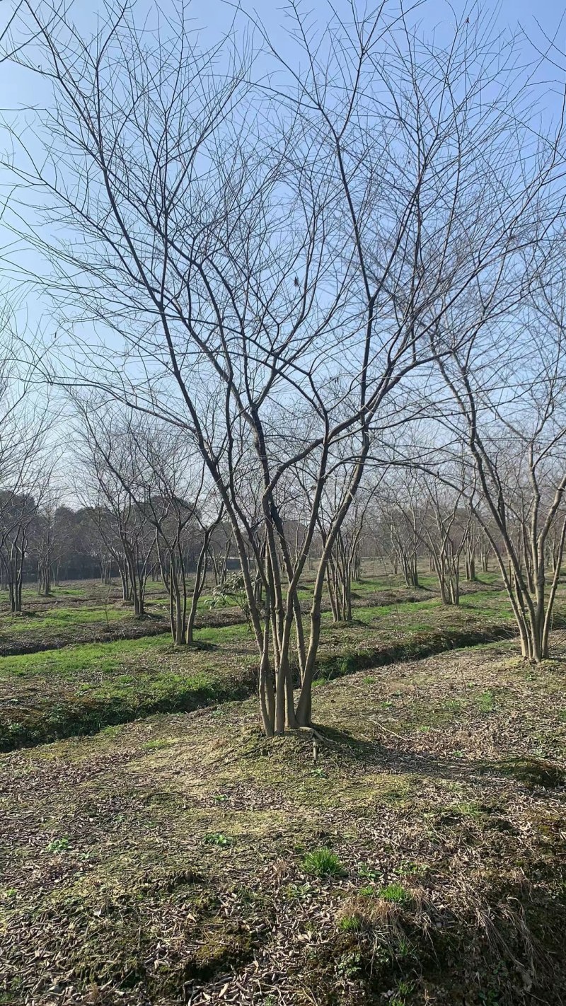 丛生朴树供应，规格全，适合苗圃定植，工程用苗