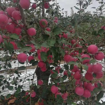 富士苹果，量大从优。万亩果树种植基地，支持视频看货。