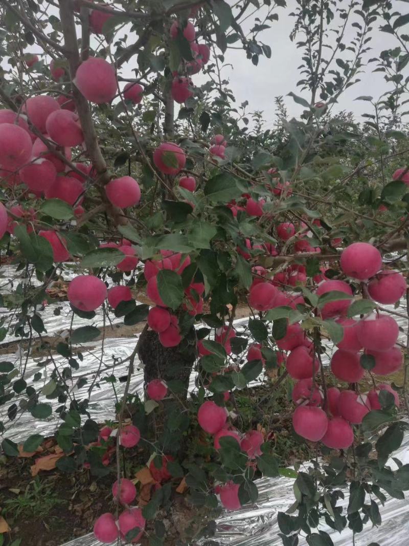 富士苹果，量大从优。万亩果树种植基地，支持视频看货。