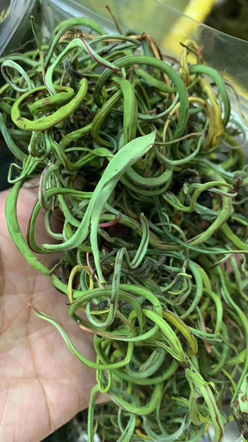 化石草新货中草药化石草肾精草肾精草