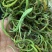 化石草新货中草药化石草肾精草肾精草