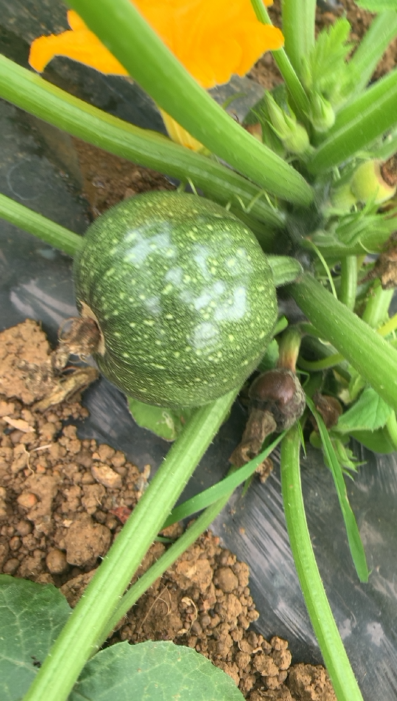 圆南瓜精品质量大量西葫芦