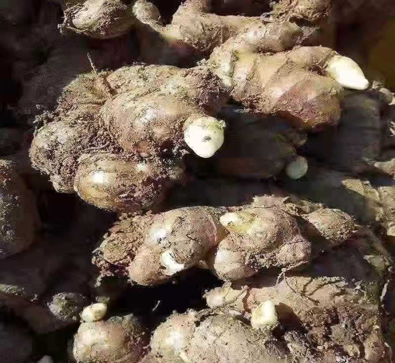 精品姜种大小黄姜种高产王包成活率大量现货