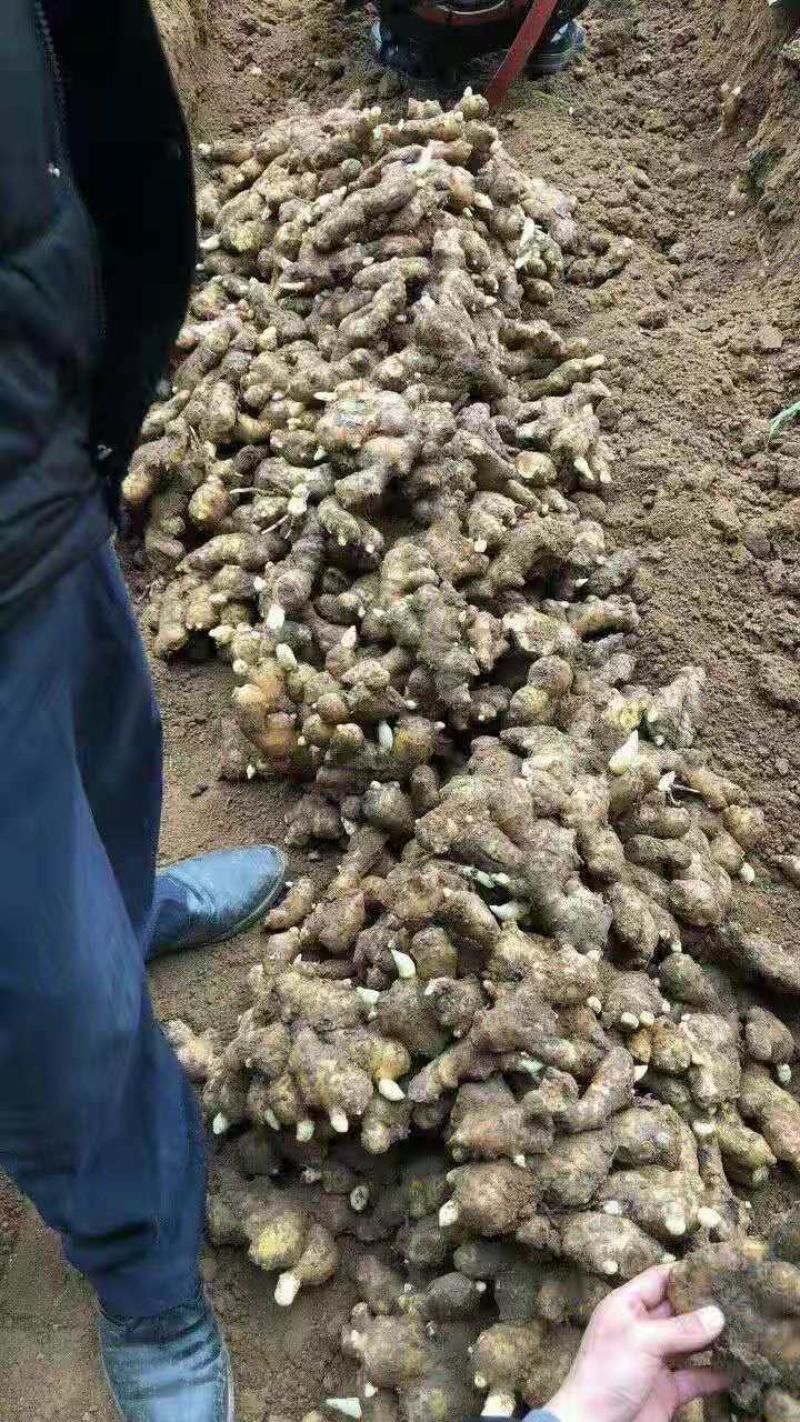 精品姜种大小黄姜种高产王包成活率大量现货