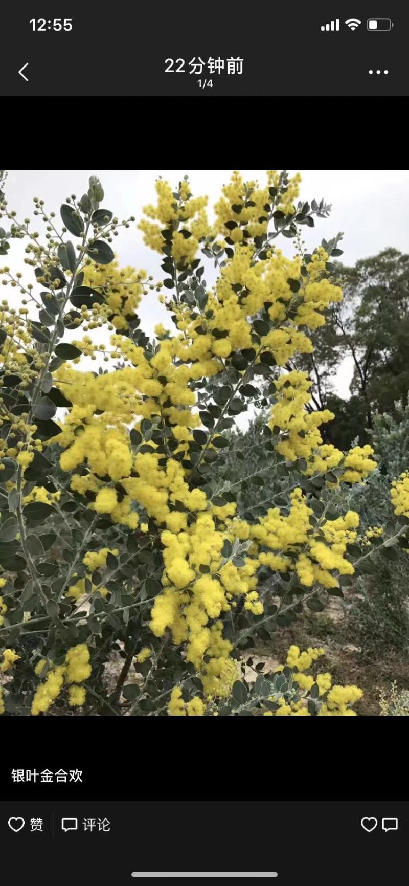 银叶金合欢苗庭院盆栽开花植物园林绿化苗木