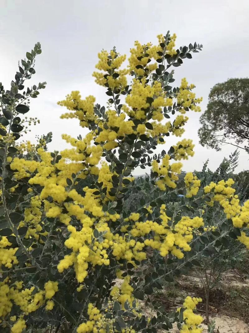 银叶金合欢苗庭院盆栽开花植物园林绿化苗木