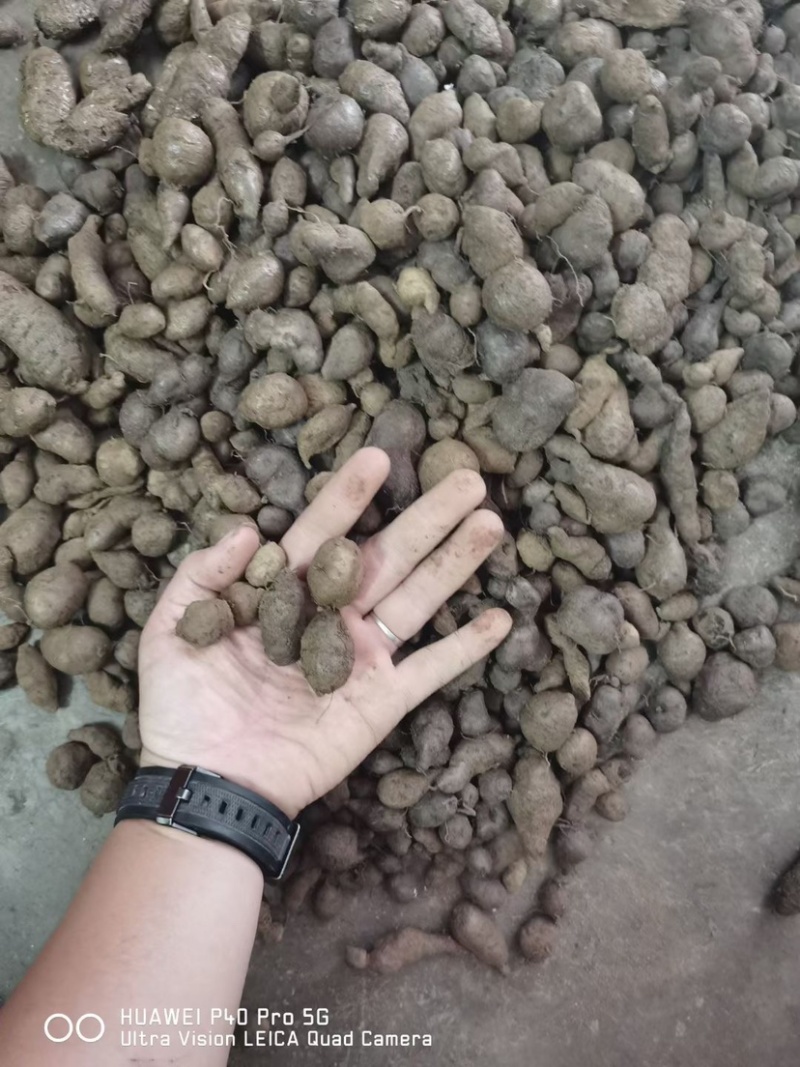 三叶青金线吊葫芦石老鼠鲜货三叶青靓货