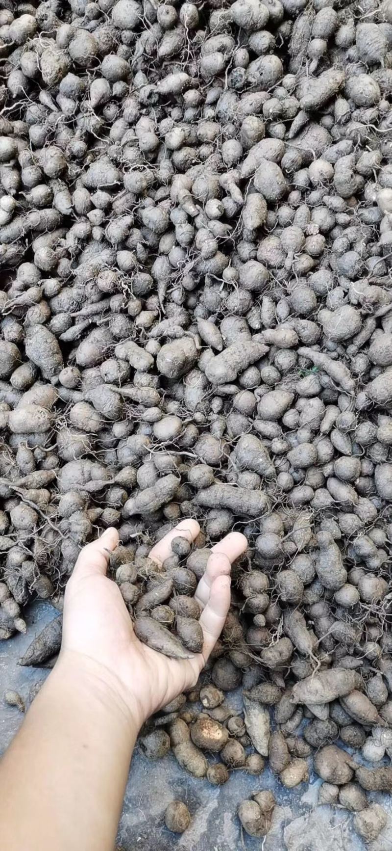 三叶青金线吊葫芦石老鼠鲜货三叶青靓货