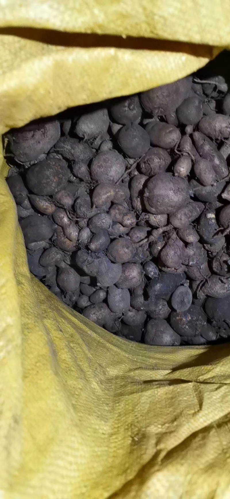 三叶青金线吊葫芦石老鼠鲜货三叶青靓货