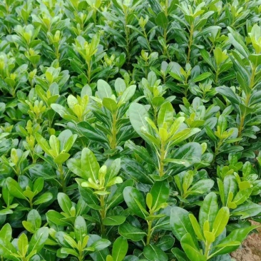 海桐芽苗工程苗杯海桐10一50公分基地直销量大从优