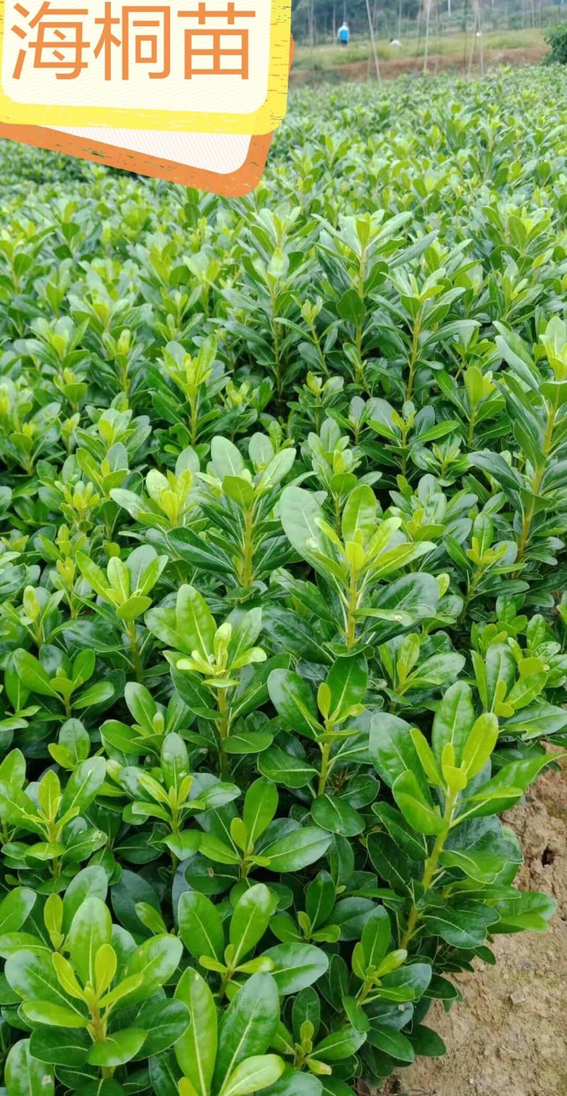 海桐芽苗工程苗杯海桐10一50公分基地直销量大从优
