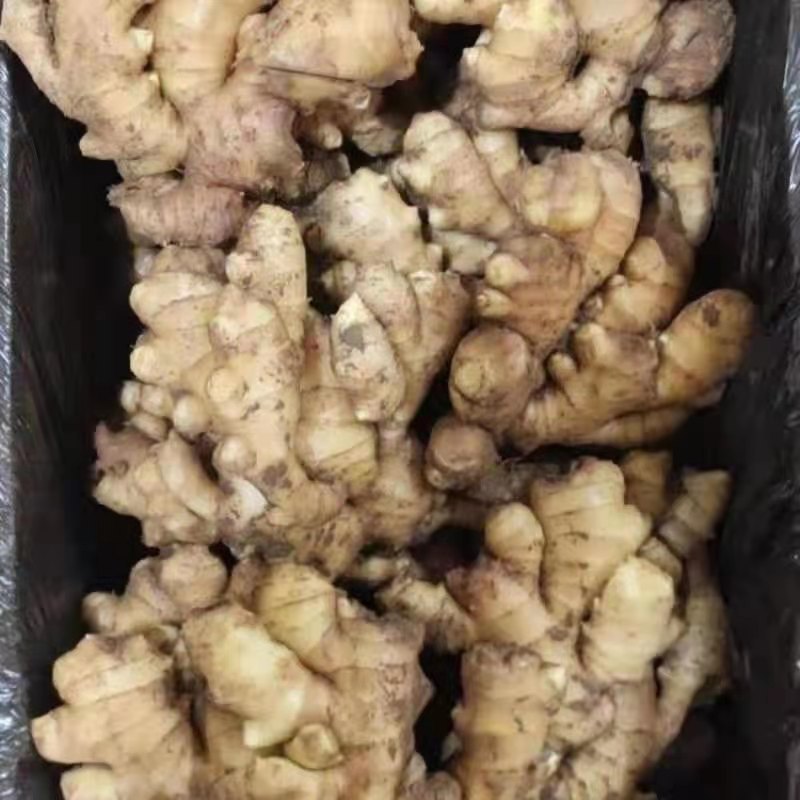 山东大黄姜生姜电商货，团购，商超批发烂坏包陪支持一件代发