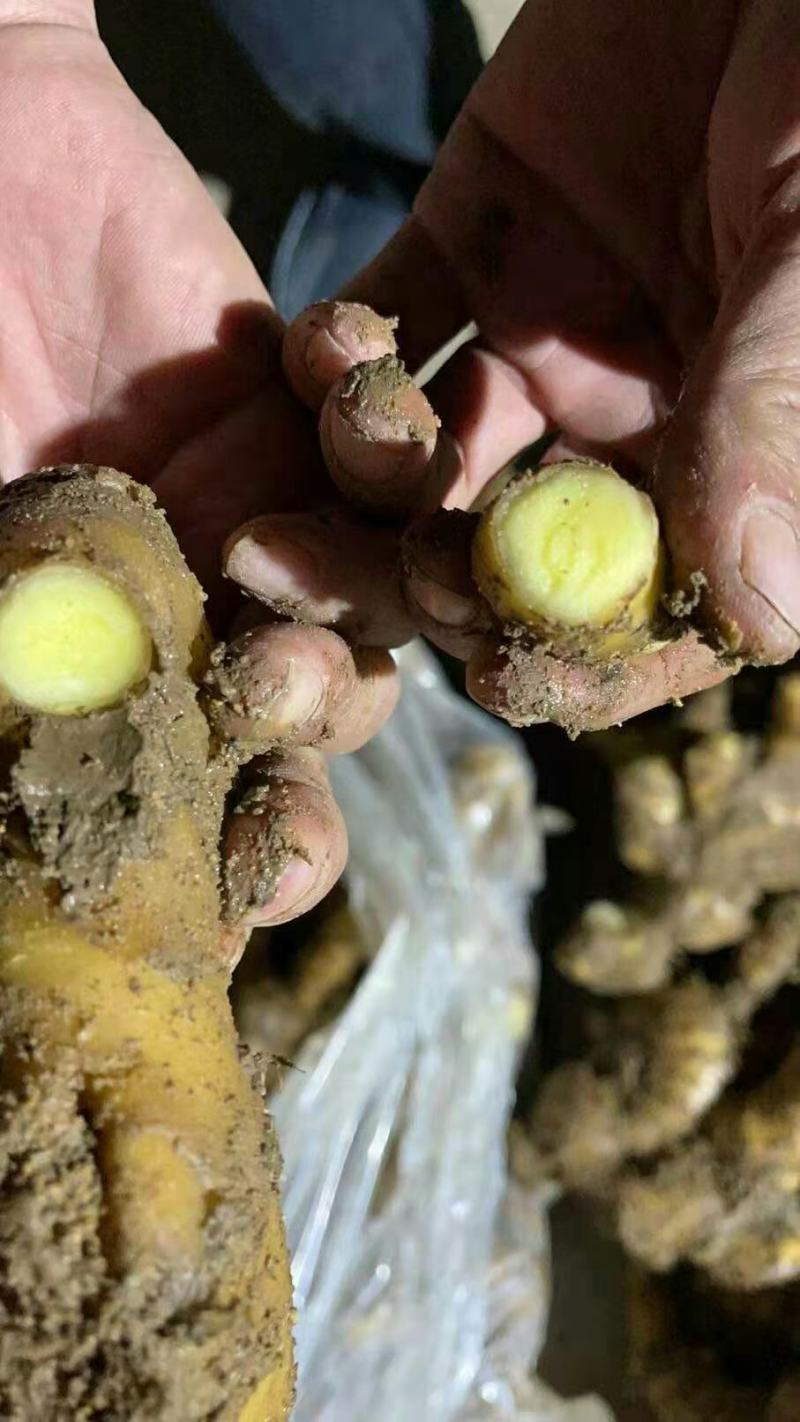 山东大黄姜生姜电商货，团购，商超批发烂坏包陪支持一件代发
