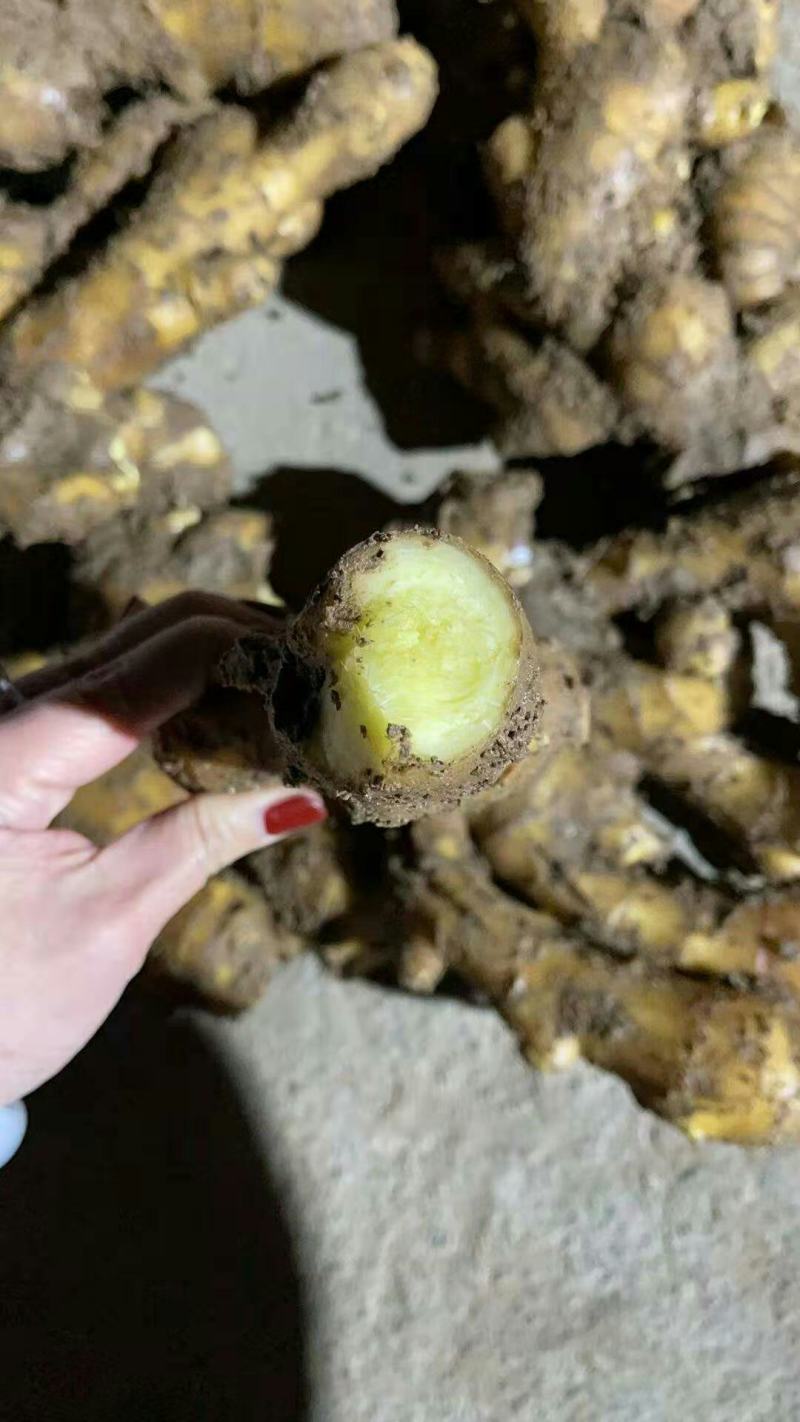 山东大黄姜生姜电商货，团购，商超批发烂坏包陪支持一件代发