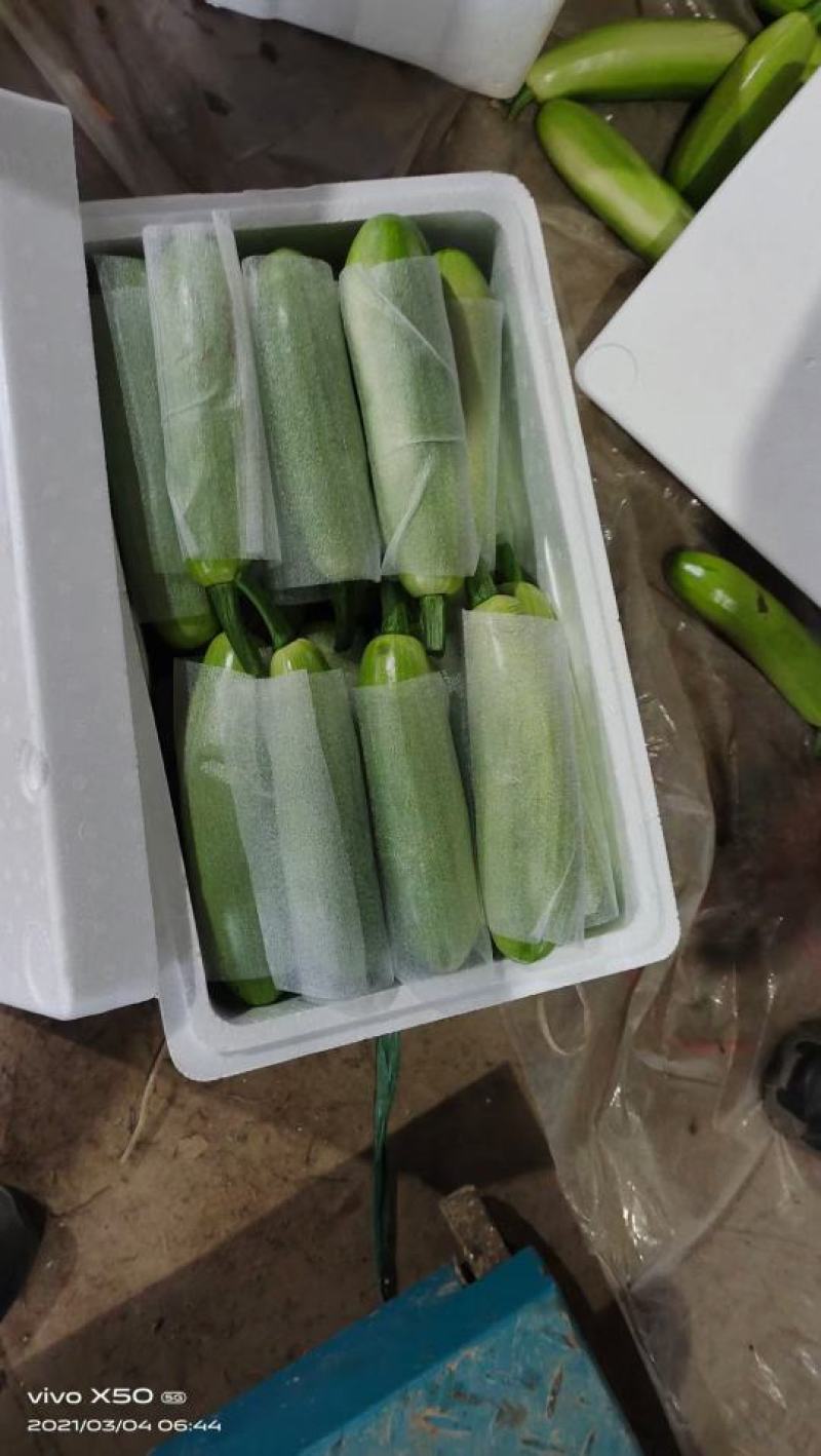 山东聊城绿皮西葫芦产地直供大量现货支持全国发货