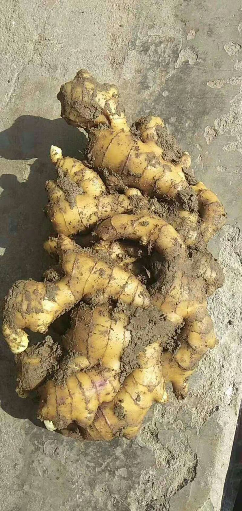 山东大黄姜生姜电商货，团购，商超批发烂坏包陪支持一件代发