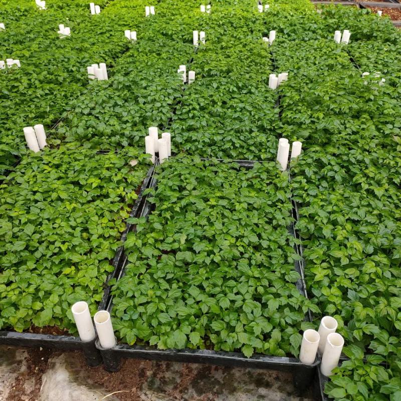 老人葵苗庭院盆栽绿化苗木四季常青行道树棕榈科植物