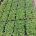 老人葵苗庭院盆栽绿化苗木四季常青行道树棕榈科植物