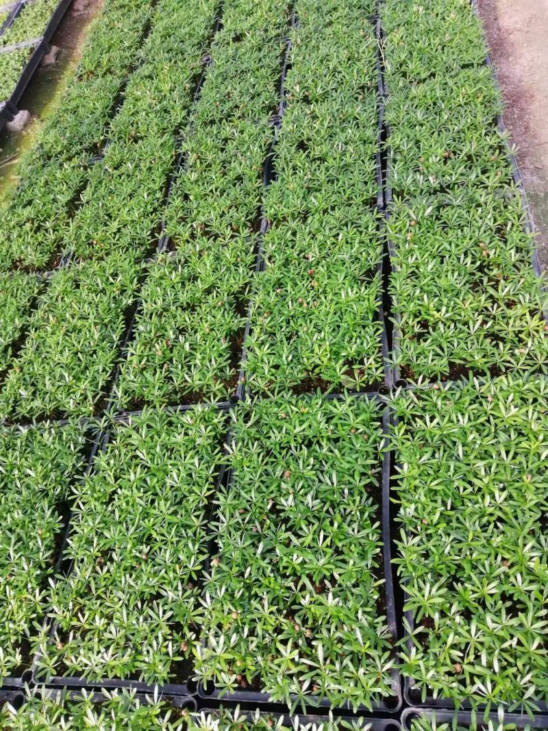 老人葵苗庭院盆栽绿化苗木四季常青行道树棕榈科植物