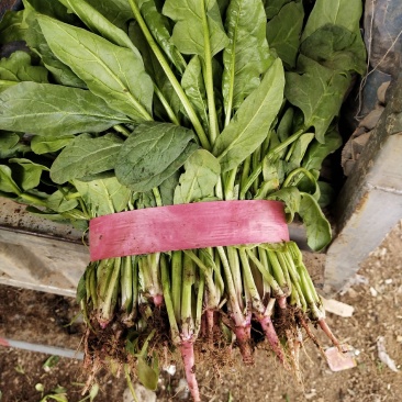 小叶菠菜大量上市，质量高，价格低。