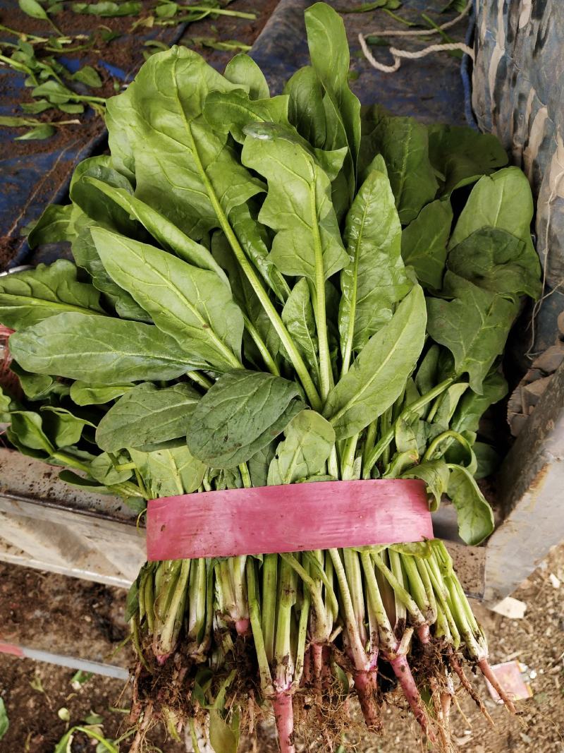 小叶菠菜大量上市，质量高，价格低。