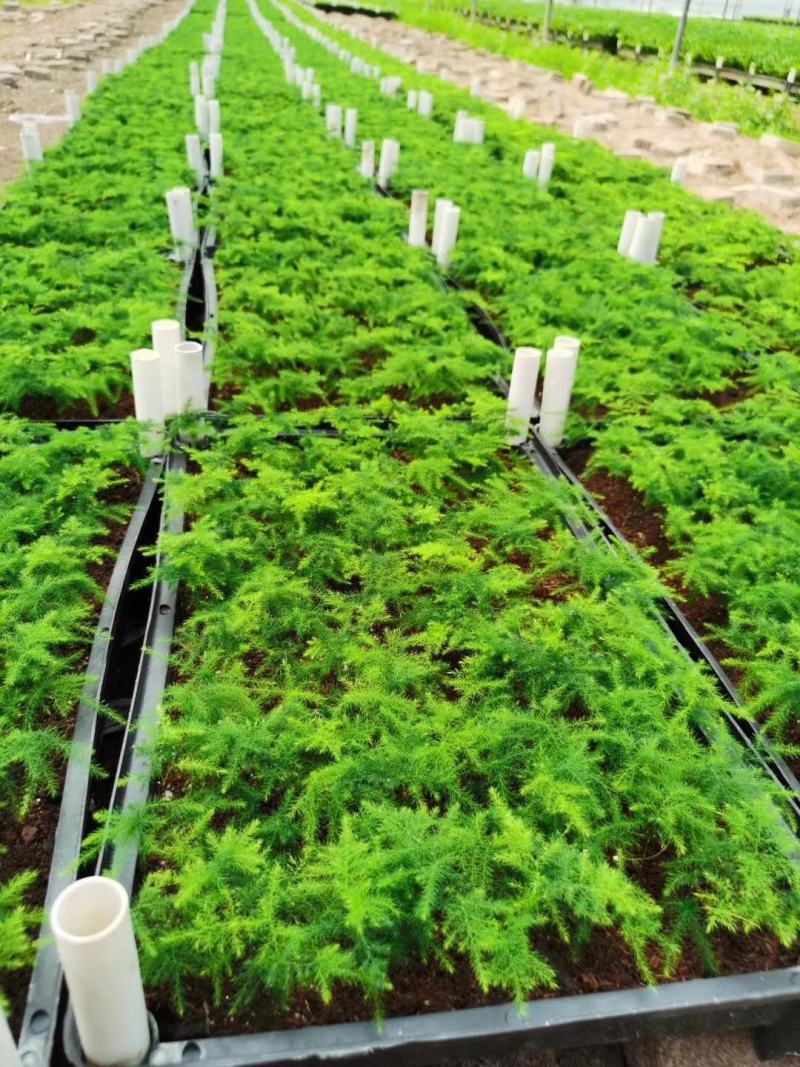 秋枫苗庭院盆栽绿化苗木四季常青秋枫小芽苗