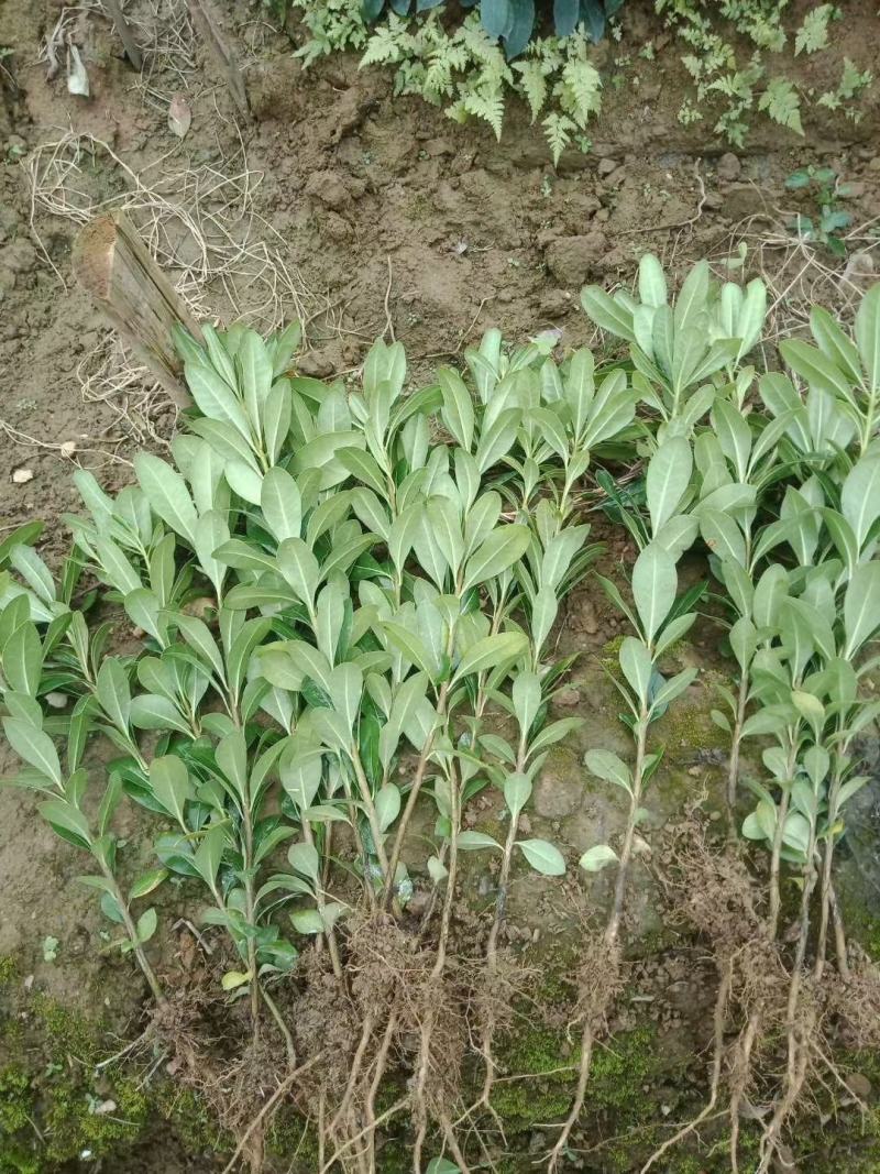 海桐芽苗工程苗杯海桐10一50公分基地直销量大从优