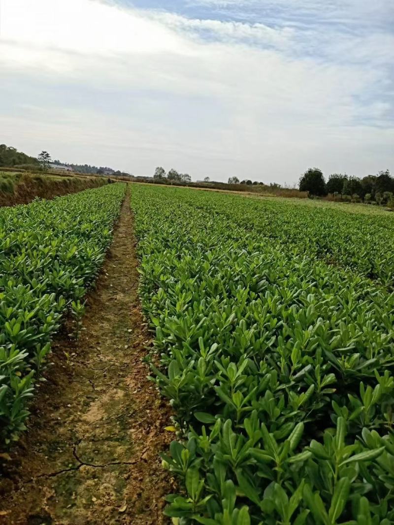 海桐芽苗工程苗杯海桐10一50公分基地直销量大从优