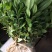 海桐芽苗工程苗杯海桐10一50公分基地直销量大从优