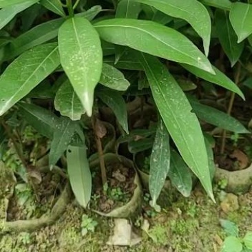 刨花润楠树苗香粉树香粉楠苗