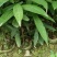 刨花润楠树苗香粉树香粉楠苗