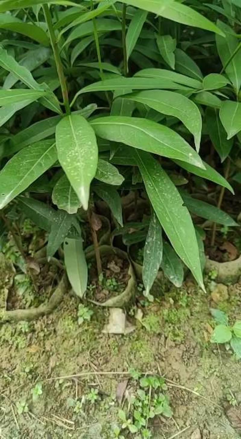 刨花润楠树苗香粉树香粉楠苗