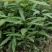 刨花润楠树苗香粉树香粉楠苗