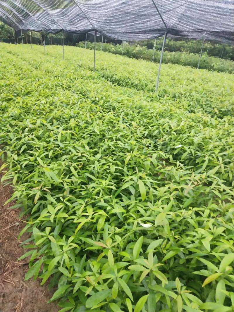 刨花润楠树苗香粉树香粉楠苗