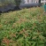 刨花润楠树苗香粉树香粉楠苗