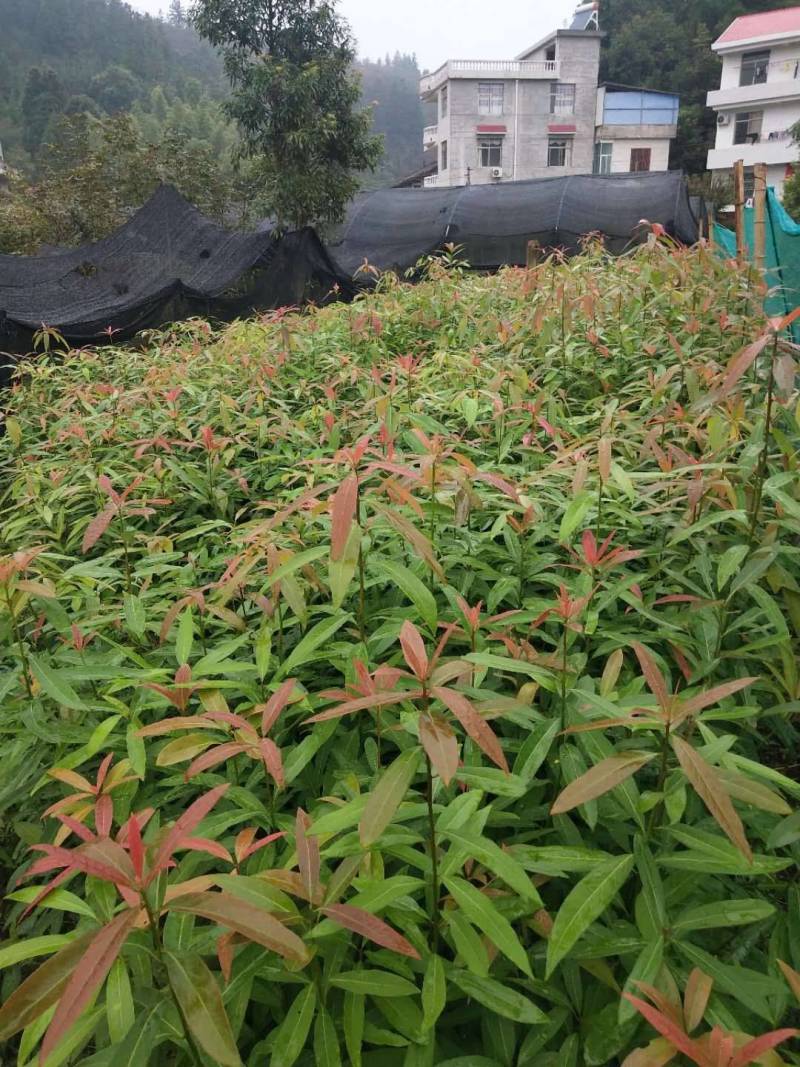 刨花润楠树苗香粉树香粉楠苗