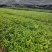 刨花润楠树苗香粉树香粉楠苗