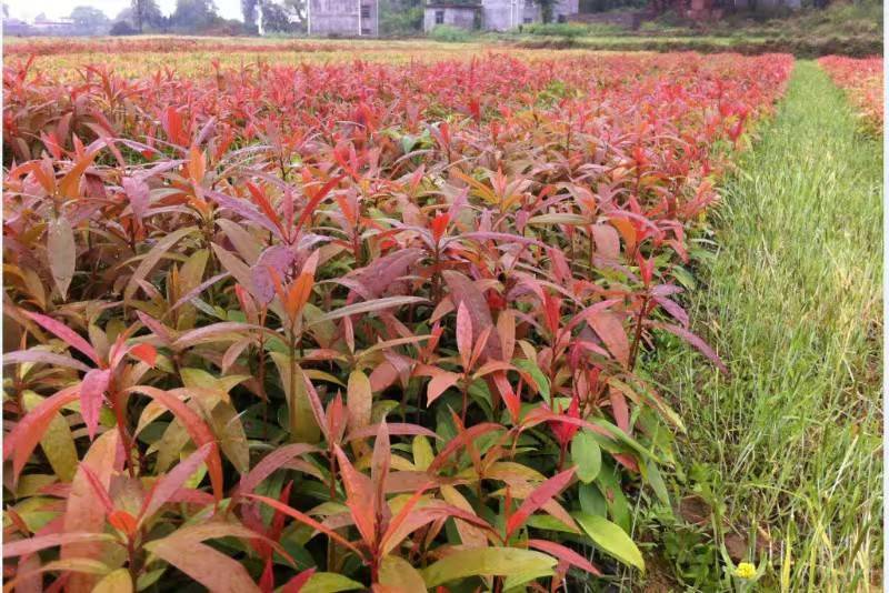 刨花润楠树苗香粉树香粉楠苗
