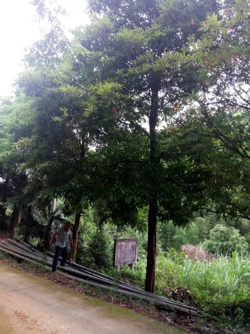 刨花润楠树苗香粉树香粉楠苗