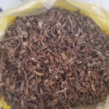 纯正野生正宗朝鲜榛蘑纯干货规格统一懂的来
