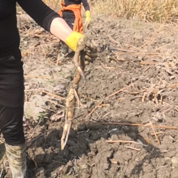 【荐】荷花苗莲藕苗纯红花太空36号莲蓬莲子种苗产地直发