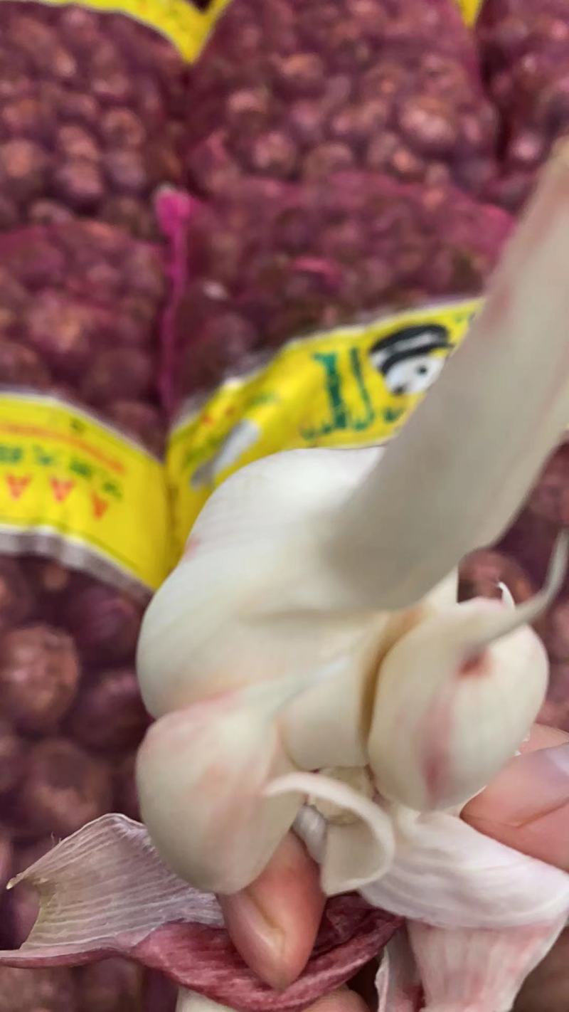 云南紫皮新鲜大蒜个头大品相好江湖地摊整袋批发