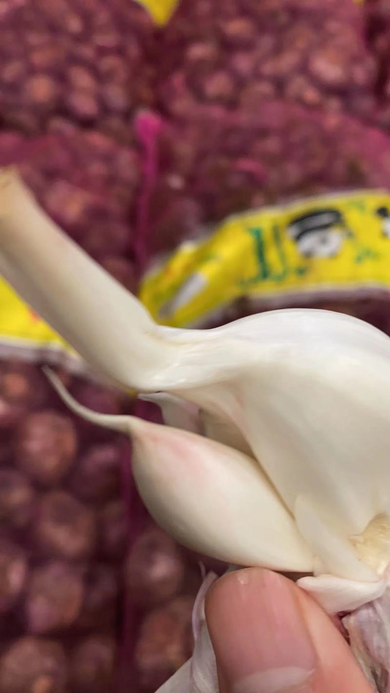 云南紫皮新鲜大蒜个头大品相好江湖地摊整袋批发