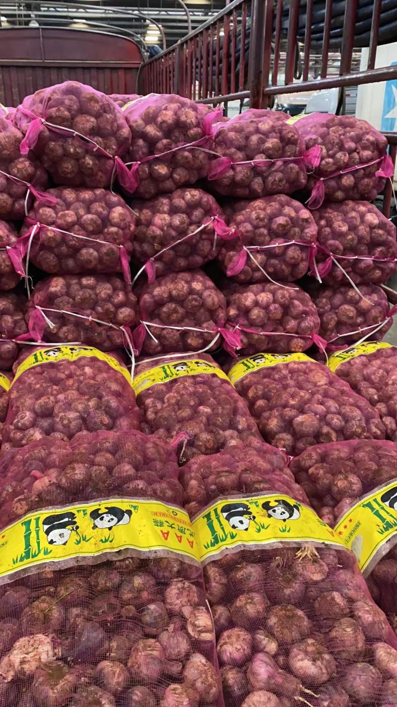 云南紫皮新鲜大蒜个头大品相好江湖地摊整袋批发