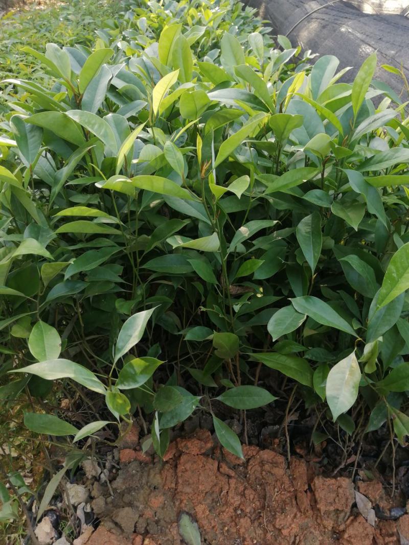 火历楠，，绿化苗木规格齐全诚信经营量大从优