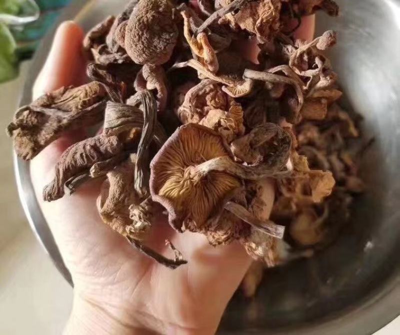 纯正野生正宗朝鲜榛蘑纯干货规格统一懂的来