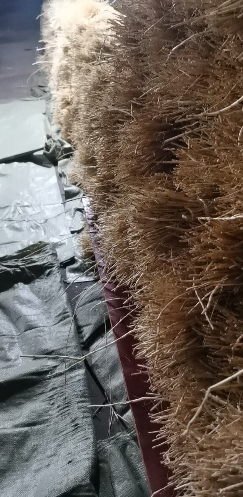 白茅根新鲜的白茅根白茅根批发零售