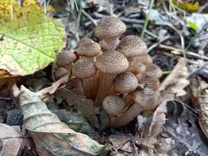 纯正野生正宗朝鲜榛蘑纯干货规格统一懂的来